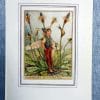 Flower Fairies Ribwort Plantain Flower Fairy