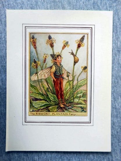 Flower Fairies Ribwort Plantain Flower Fairy