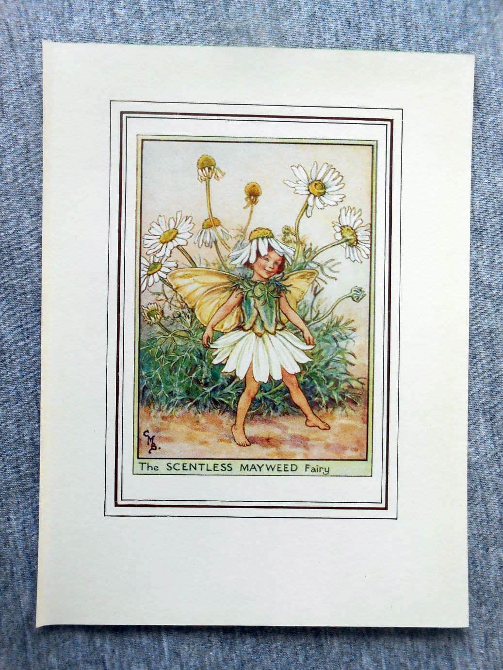 scentless mayweed flower fairy