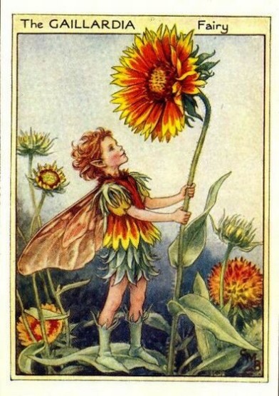 Gaillardia Flower Fairy