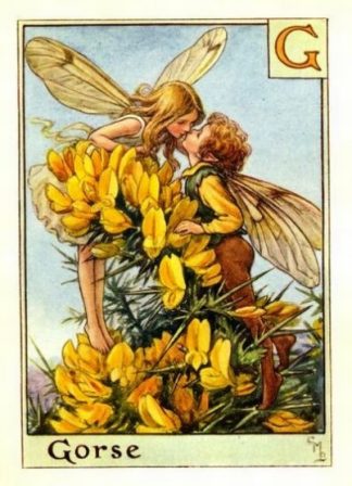 Gorse Flower Fairy