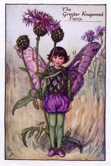 Greater Knapweed Flower Fairy