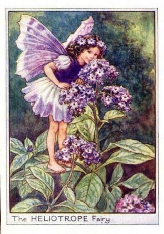 Heliotrope Flower Fairy