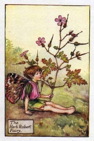Herb Robert Flower Fairy
