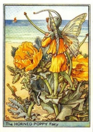 Horned Poppy Flower Fairy