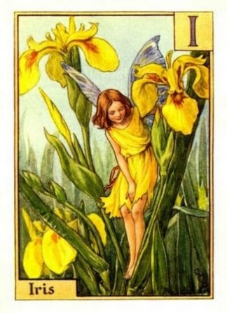Iris Flower Fairy