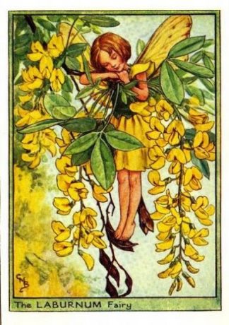 Laburnum Flower Fairy