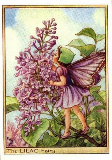 Lilac Flower Fairy
