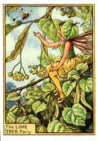 Lime Tree Flower Fairy