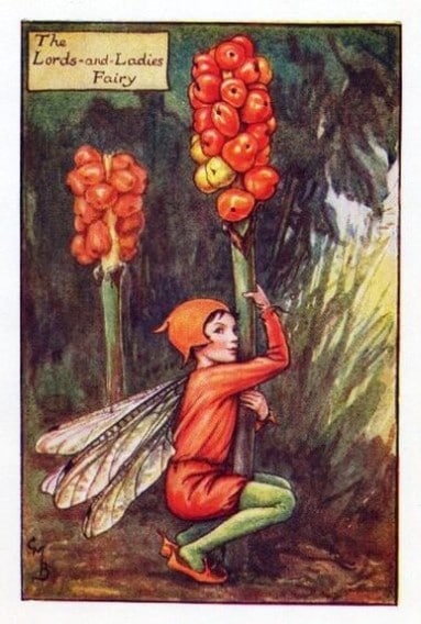 Lords and Ladies Autumn Flower Fairy