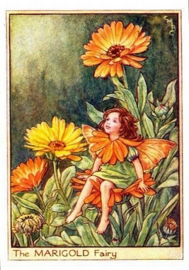 Marigold Flower Fairy