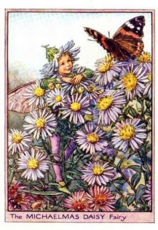 Michaelmas Daisy Flower Fairy