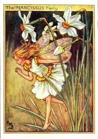 Narcissus Flower Fairy