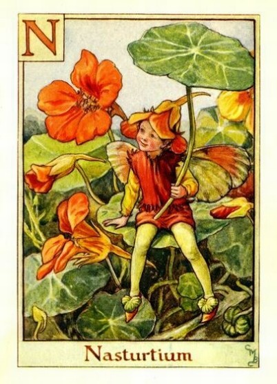 Nasturtium Flower Fairy
