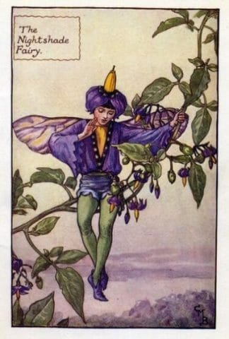 Nightshade Flower Fairy