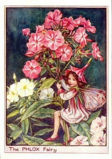 Phlox Flower Fairy