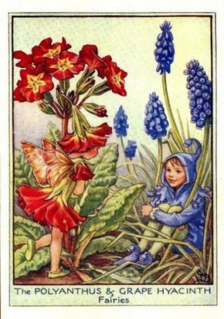 Polyanthus and Grape Hyacinth Flower Fairy
