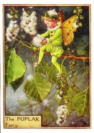 Poplar Flower Fairy