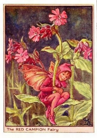 Red Campion Flower Fairy