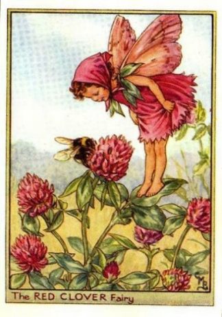 Red Clover Flower Fairy