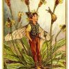 Ribwort Plantain Flower Fairy