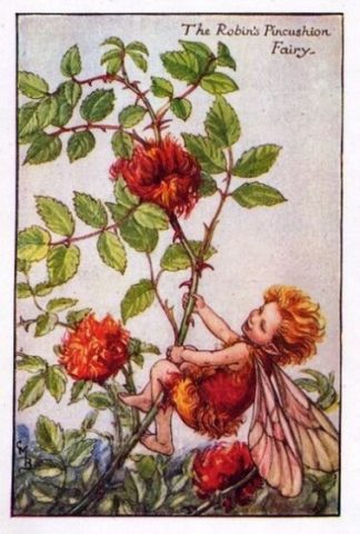Robins Pincushion Flower Fairy