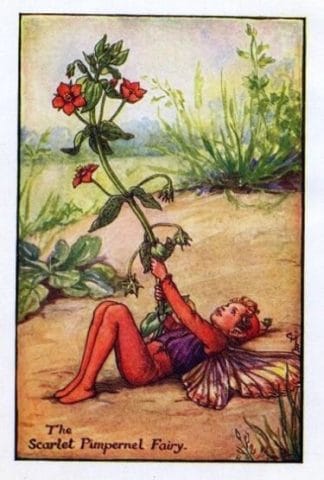 Scarlet Pimpernel Flower Fairy