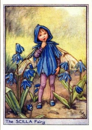 Scilla Flower Fairy