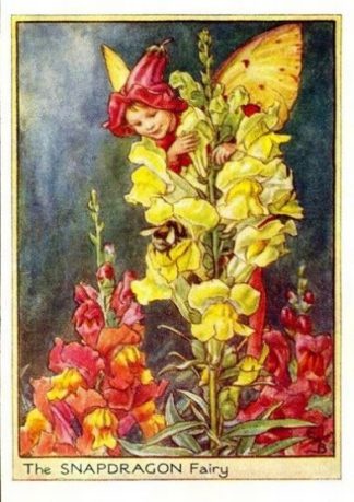 Snapdragon Flower Fairy