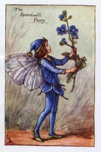 Speedwell Flower Fairy