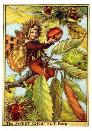 Sweet Chestnut Flower Fairy
