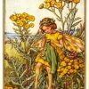 Tansy Flower Fairy