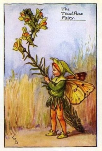 Toadflax Flower Fairy