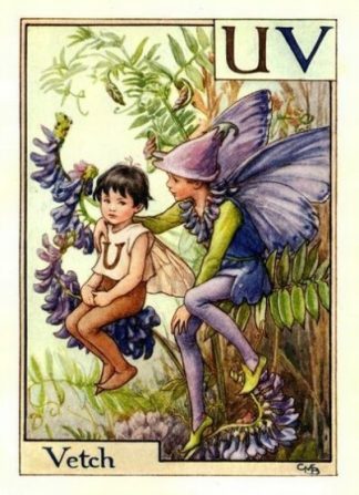 Vetch Flower Fairy