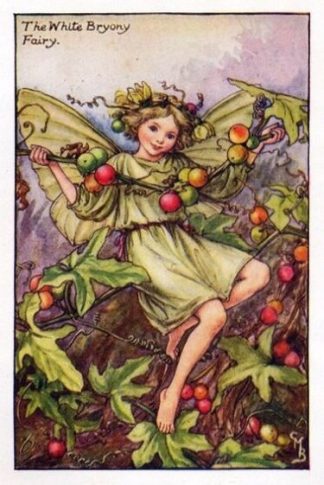 White Bryony Flower Fairy