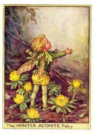 Winter Aconite Flower Fairy