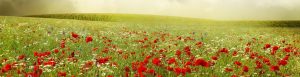 Flower Fairy Prints