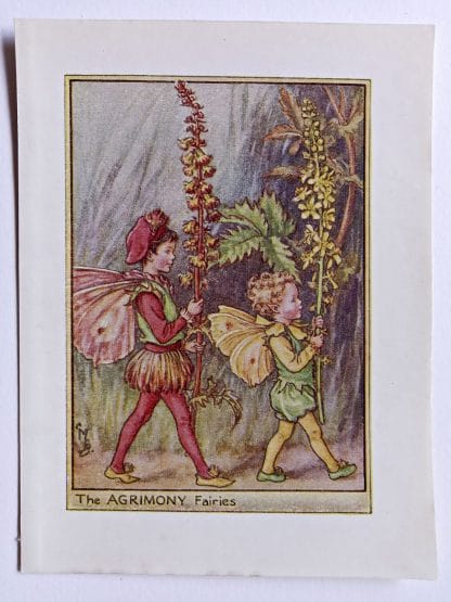 Agrimony Flower Fairy Print