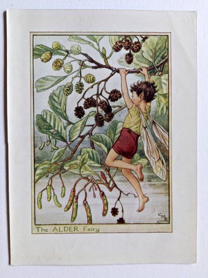 Alder Flower Fairy Print