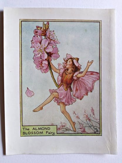 Almond Blossom Flower Fairy Print