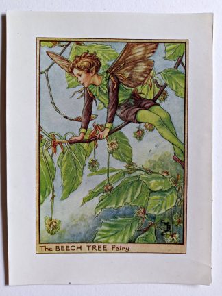 Beech Tree Flower Fairy Print
