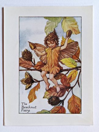 Beechnut Flower Fairy Print