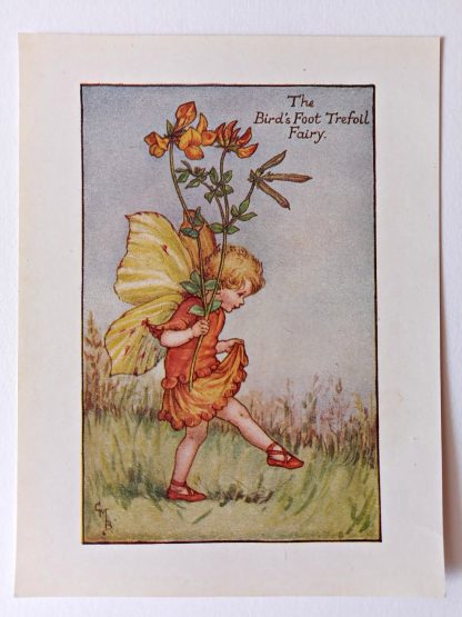 Birds Foot Trefoil Flower Fairy Print