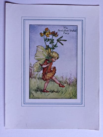 Birds Foot Trefoil Vintage Flower Fairy Print