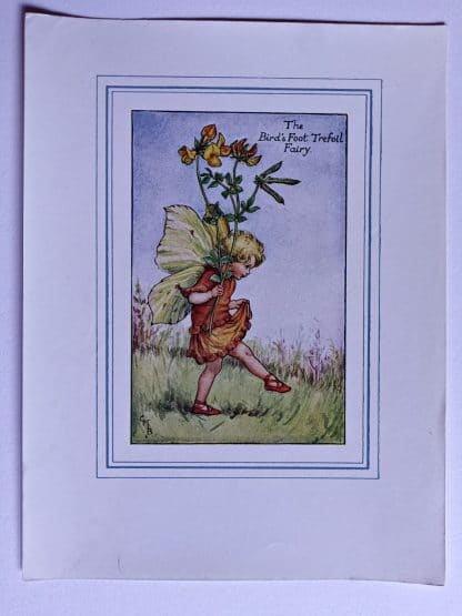 Birds Foot Trefoil Vintage Flower Fairy Print