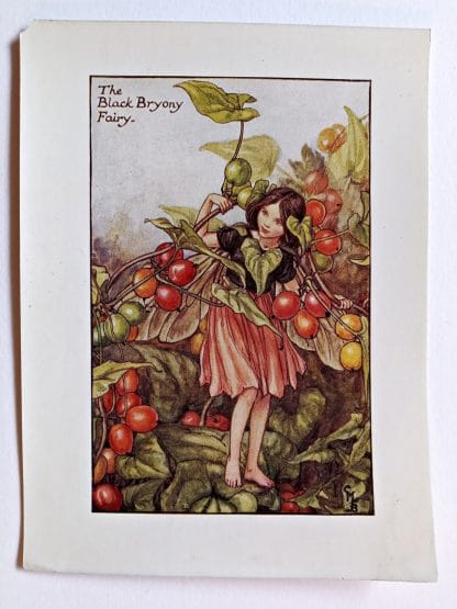 Black Bryony Flower Fairy Print