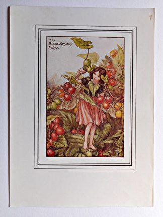 Black Bryony Vintage Fairy Print