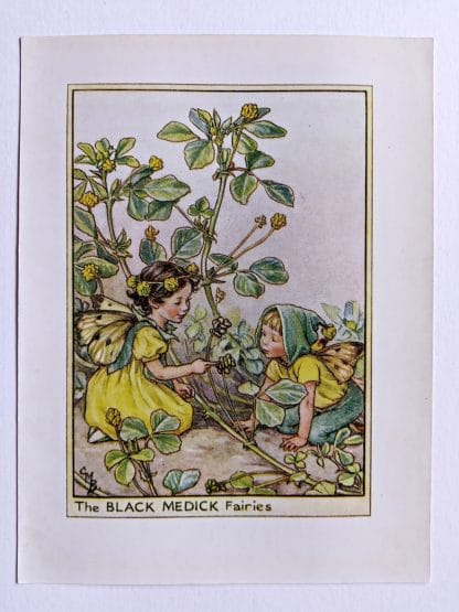 Black Medick Flower Fairy Print