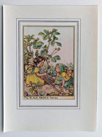 Black Medick Vintage Fairy Print