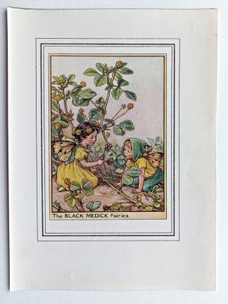 Black Medick Vintage Flower Fairy Print